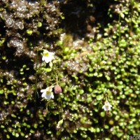 Utricularia striatula Sm.